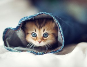 worlds-cutest-kitten-daisy-1